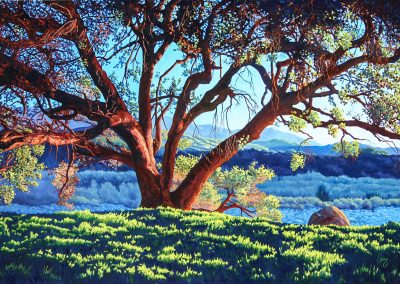 Wild Oak  -  Oil  -  48 x 72