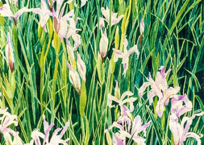 Irises  -  Watercolor  -  14 x 18