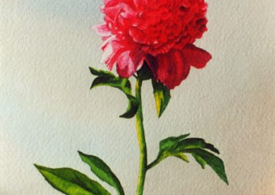 Peony  -  Watercolor  -  5 x 7