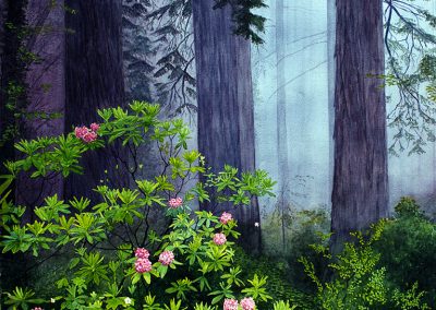 Rhododendrons  -  Watercolor